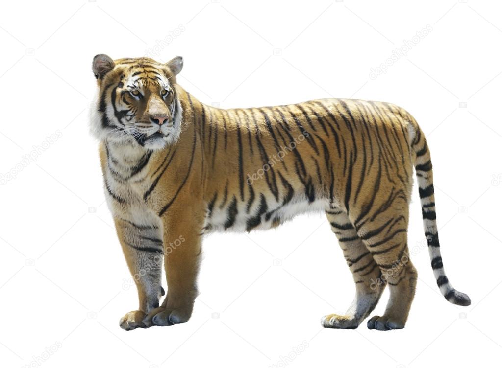 Tiger on White Background Stock Photo by ©svetas 113718682