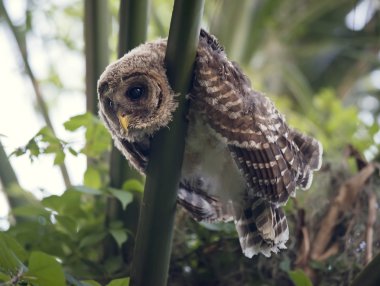 Genç çizgili baykuş