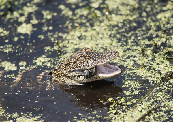 Amerikanisches Alligatorbaby füttert — Stockfoto