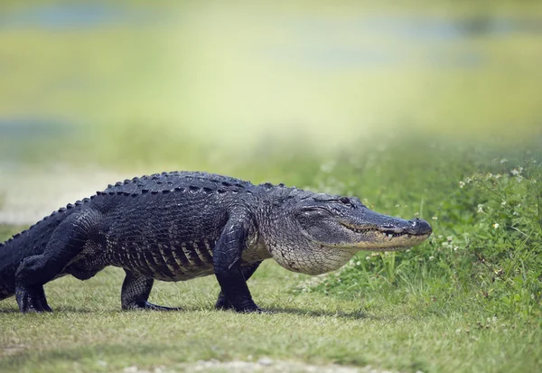 Alligatore selvatico americano — Foto Stock