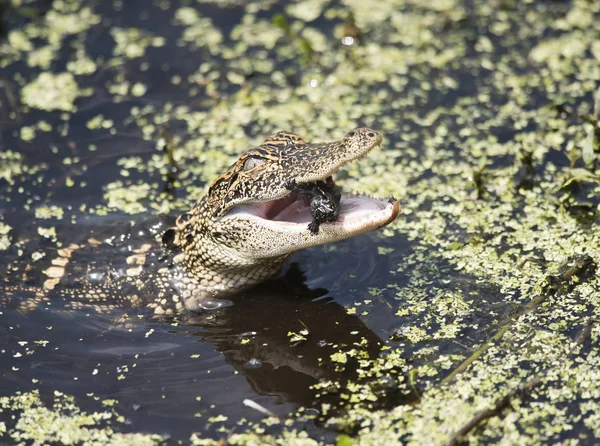 Amerikanisches Alligatorbaby füttert — Stockfoto