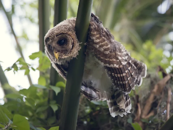 Genç çizgili baykuş
