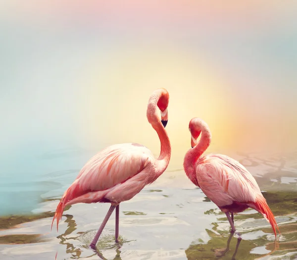 Dua Flamingo dekat air — Stok Foto