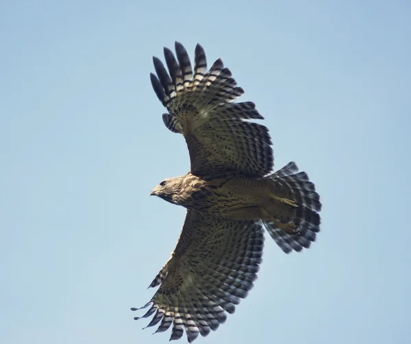 Unga röda Shouldered Hawk — Stockfoto