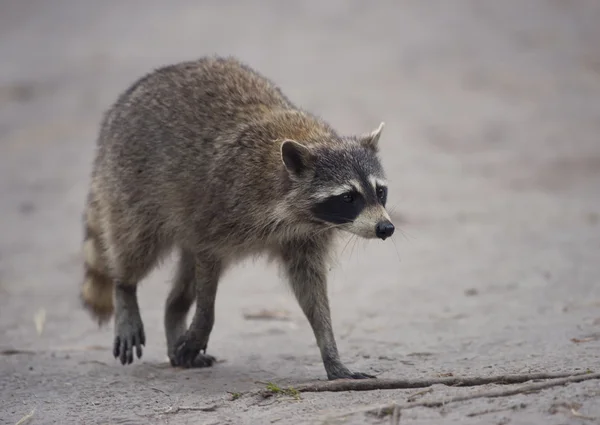 Raccoon Walking 0n a trail — Stock Photo, Image