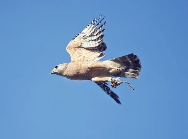 Röd shouldered hawk — Stockfoto