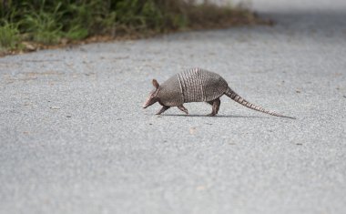 wild armadillo crossing a road clipart