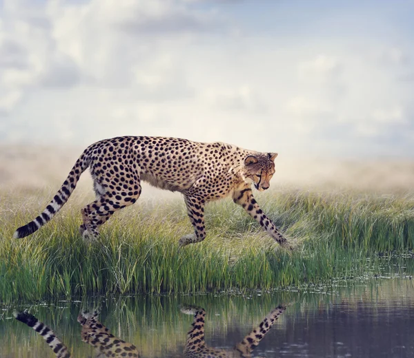 Gepard w pobliżu stawu — Zdjęcie stockowe