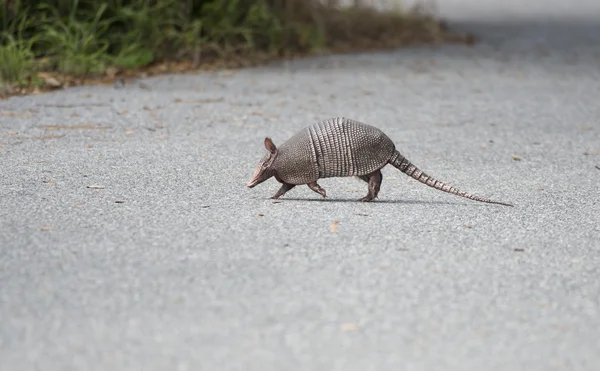 Tatu selvagem cruzando uma estrada — Fotografia de Stock