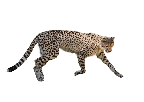 Cheetah Running, isolato su bianco — Foto Stock