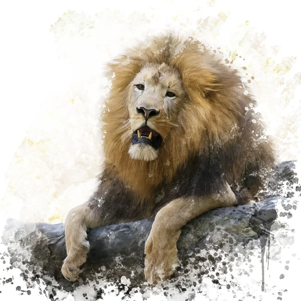 Lion on a Rock watercolor — Stock Photo, Image