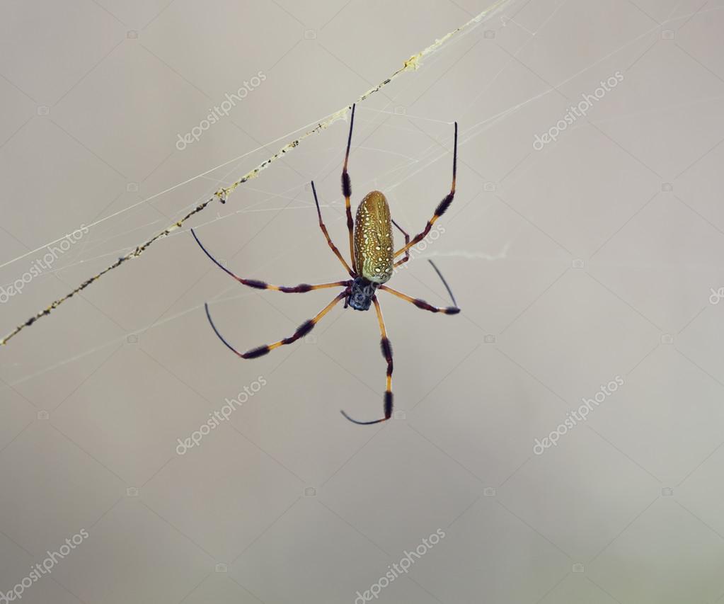 Araña gigante de florida | Araña de tejedor del orbe de seda dorada