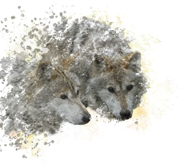 Zwei Wölfe Aquarell — Stockfoto