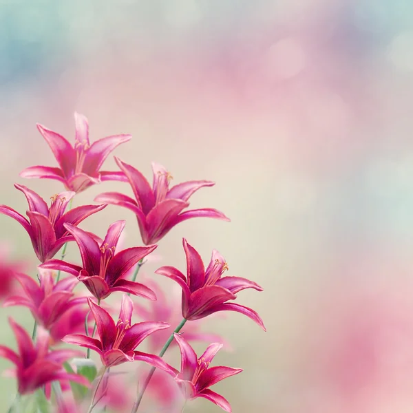 Rote Lilienblüten — Stockfoto