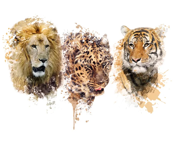 Aquarelle Lion, Léopard et Tigre — Photo