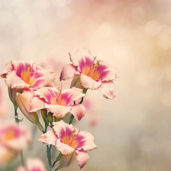 Taglililienblüte — Stockfoto