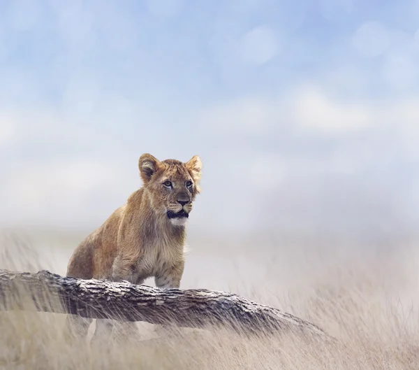 Jonge leeuw op zoek — Stockfoto