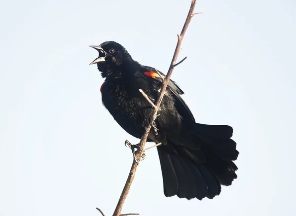 Quiscale à ailes rouges mâle — Photo