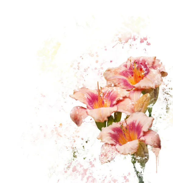 Day-lily Blossom watercolor — Stock Photo, Image