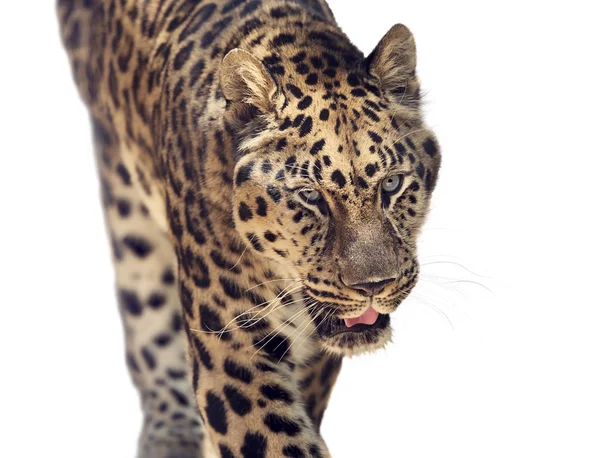 Leopar portresi — Stok fotoğraf