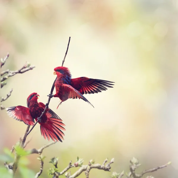 Niebieski pasmowy lory (eos reticulata) — Zdjęcie stockowe