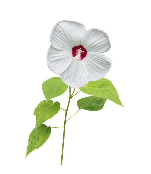 Flor de hibisco blanco — Foto de Stock