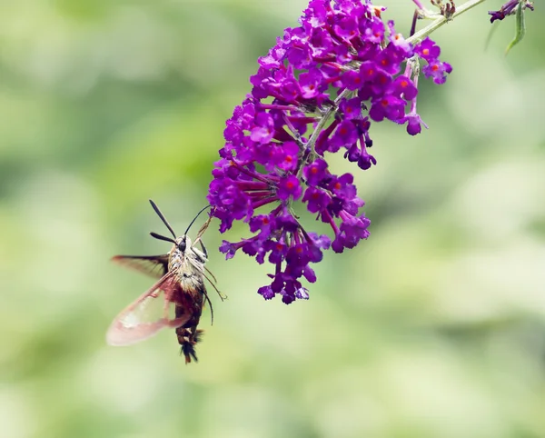 Kolibri-Motte ernährt sich — Stockfoto