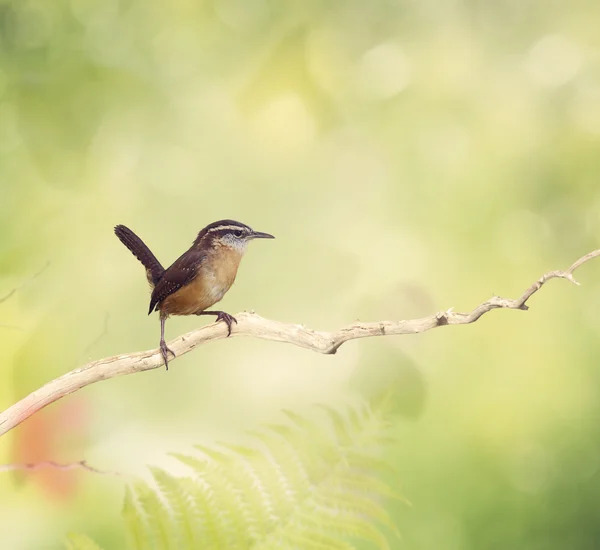 Carolina Wren oiseau — Photo