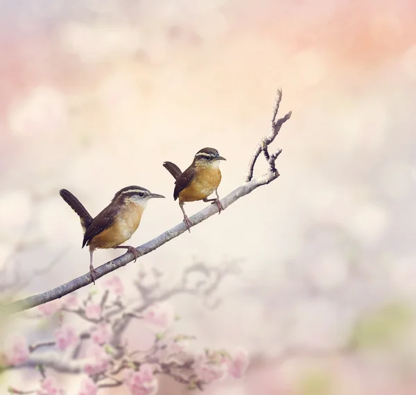 Καρολίνα Wrens πουλιά — Φωτογραφία Αρχείου