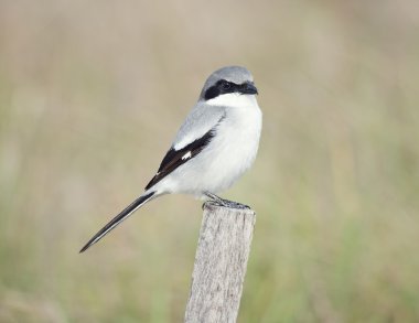 Loggerhead Shrike perching  clipart