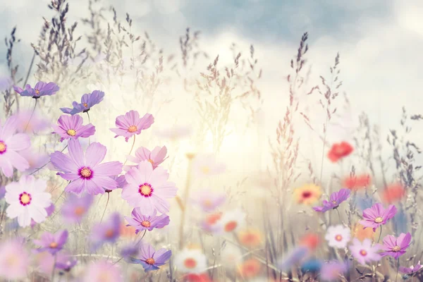Gün batımında kır çiçekleri — Stok fotoğraf