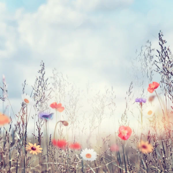 Veld met wilde bloemen — Stockfoto