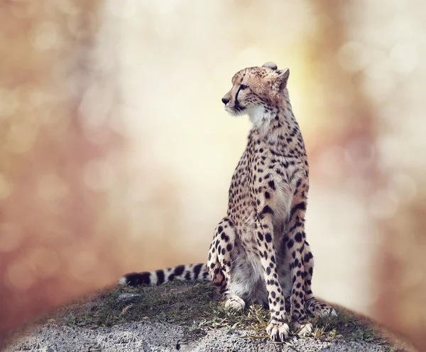 Гепард, сидящий на холме — стоковое фото