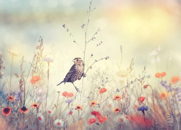 Campo con flores silvestres y un pájaro — Foto de Stock