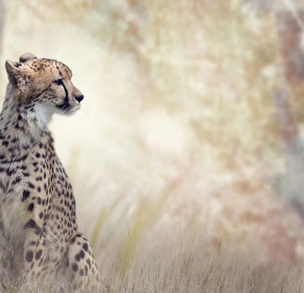 Wild cheetah portret — Stockfoto