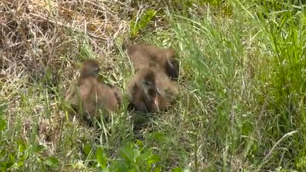 Baby limpkins odpočinku — Stock video