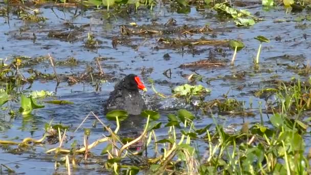 Moorhen común tomando un baño . — Vídeo de stock