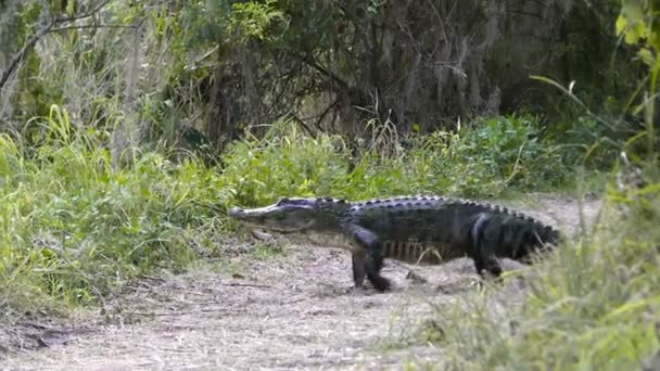 traversée d'alligator américain  