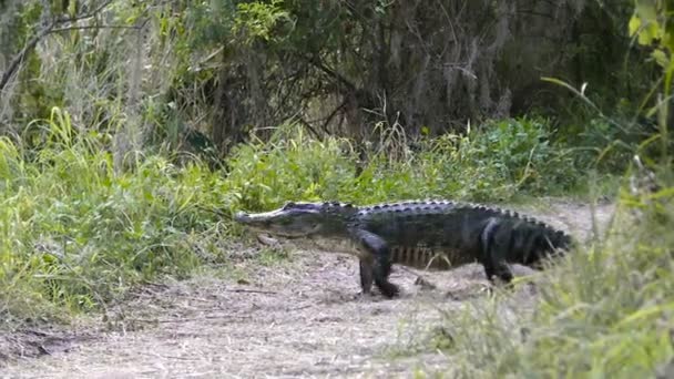 Amerikaanse alligator kruising — Stockvideo