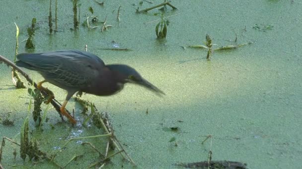 Groene reiger in een moeras — Stockvideo