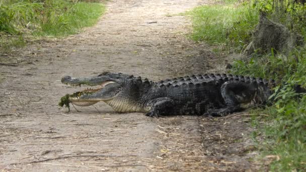 Stor amerikansk alligator — Stockvideo