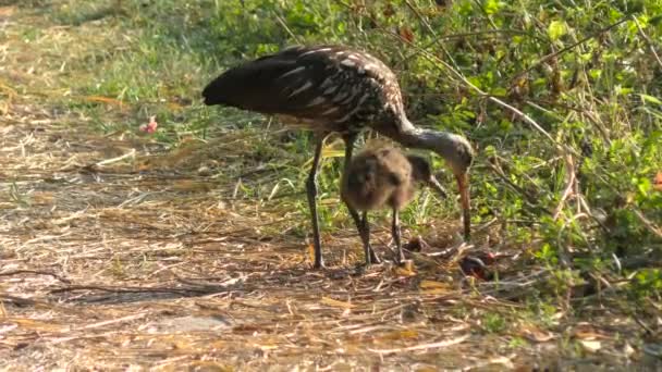 Limpkins in Florida Wetlands — Stock Video