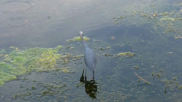 Kleine blauwe reiger vissen in Florida wetlands — Stockvideo