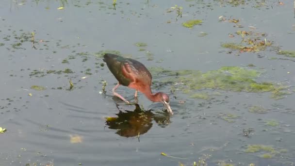 Hochglanz-Ibis in Floridas Feuchtgebieten — Stockvideo