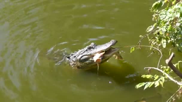 American Alligator mangiare — Video Stock