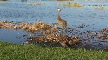 bir yuvaya Sandhill crane