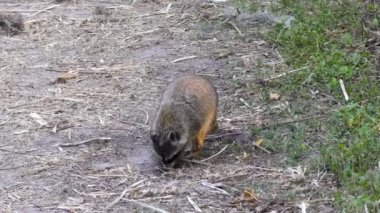 Rakun kaplumbağa yumurta için arıyorsunuz 
