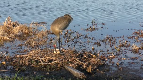 Bir yuvaya Sandhill crane — Stok video