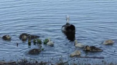 Onun piliçleri misk ördeği