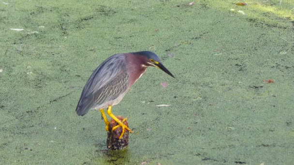 Grünreiher fischen — Stockvideo